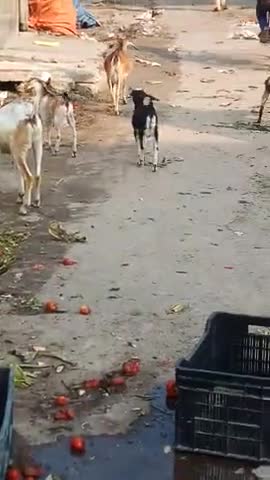 बरूराज मोतीपुर: मोतीपुर बाजार में कोरोना के डर से साफ-सफाई न होने के कारण दिखा कचरे का अंबार #कोरोना_वायरस #जनता_कर्फ्यू