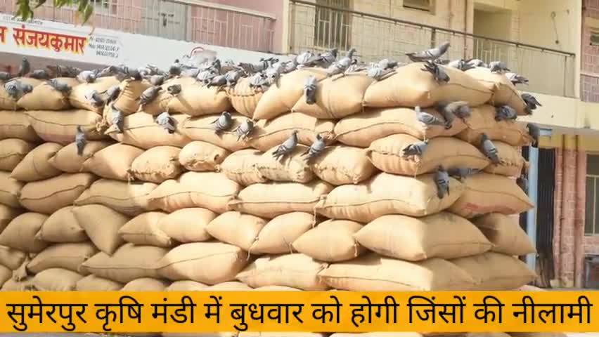 सुमेरपुर: सुमेरपुर कृषि मंडी में बुधवार को होगी जिंसों की नीलामी #नीलामी #किसान