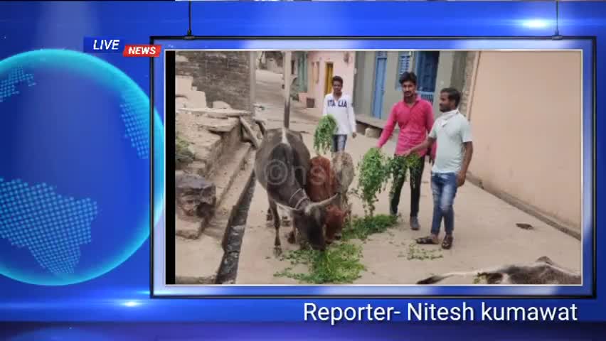 चित्तौड़गढ़: सावा कस्बे में राष्ट्रीय बजरंग दल के कार्यकर्ताओं द्वारा गायों को डाला गया हरा चारा #सावालाइव