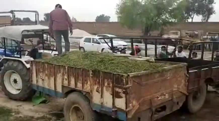 करणपुर: केसरीसिंहपुर की गोशाला में धनूर के ग्रामीण ट्रॉलियों में कुतर कर लाए चारा, समाजसेवी कस्बे में करेंगे वितरण #आवारा_पशु