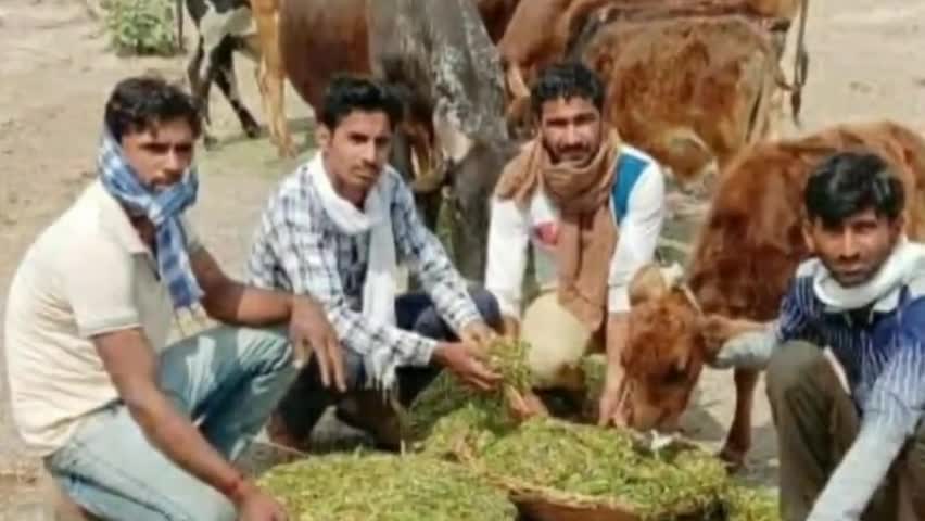 घड़साना: ग्राम पंचायत 5 एमएलडी में लॉकडाउन के चलते बेसहारा पशुओं को खिलाया गया चारा, युवाओं ने की पहल #आवारा_पशु