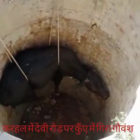 करहल: करहल में देवी रोड पर कुंए में गिरे गौवंश को भाजपा जिलामंत्री ने स्थानीय लोगों की मदद से बाहर निकलवाया #रेस्क्यू