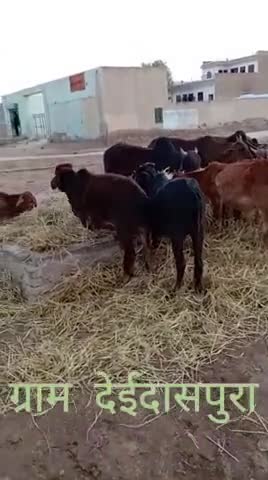सूरतगढ़: ग्राम पंचायत देईदासपुरा में बेसहारा पशुओं को गांव वालों ने डाला चारा #आवारा_पशु