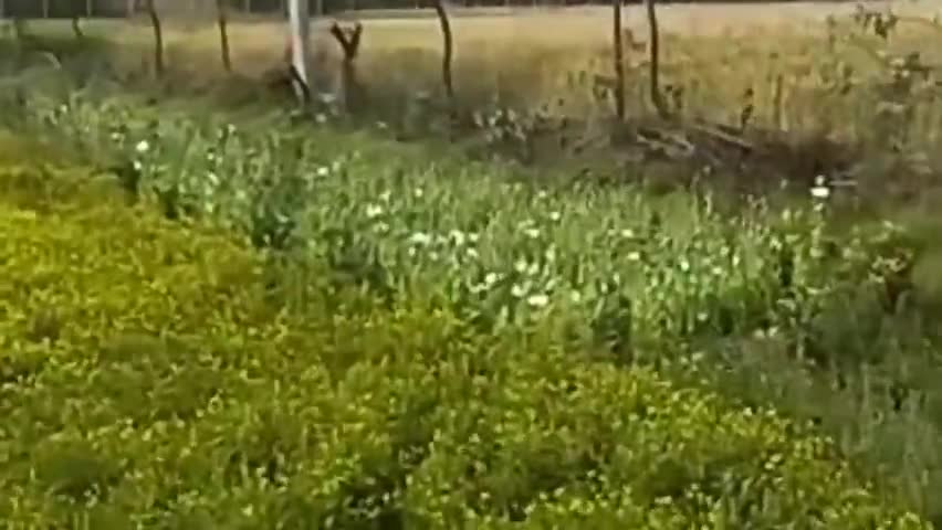 रायसिंहनगर: रायसिंहनगर की मुकलावा पुलिस ने गांव झोटांवाली में अफीम के 115 पौधों सहित युवक को किया गिरफ्तार #ndps #कार्रवाई