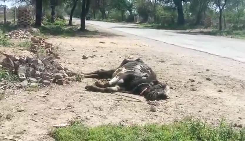 गंगानगर: ग्राम पंचायत कालिया में पिछले कई दिनों से सड़क किनारे मृत पड़ा है आवारा पशु, ग्रामीण हो रहे परेशान #आवारा_पशु #जनसमस्या