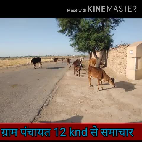घड़साना: ग्राम पंचायत 12 knd व आसपास के क्षेत्रों में बढ़ी आवारा पशुओं की संख्या, सड़कों पर लगा रहता है जमघट #आवारा_पशु