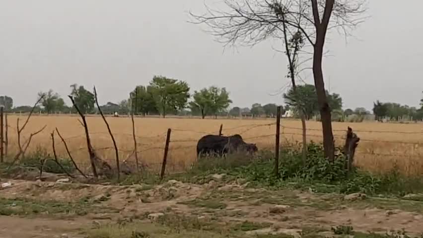 गंगानगर: ग्राम पंचायत 3Y में आवारा पशुओं से परेशान हैं किसान, पकी फसलों को कर रहे बर्बाद #आवारा_पशु #किसान