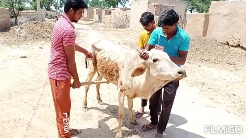 घड़साना: ग्राम पंचायत 6 एसकेएम में लॉकडाउन के बीच बेसहारा पशुओं को उपलब्ध करा रहे हैं चारा #आवारा_पशु