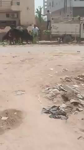 घड़साना: घड़साना क्षेत्र में लॉकडाउन के चलते समाजसेवियों ने बेजुबान गोवंशों को डाला हरा चारा #समाजसेवा #आवारा_पशु