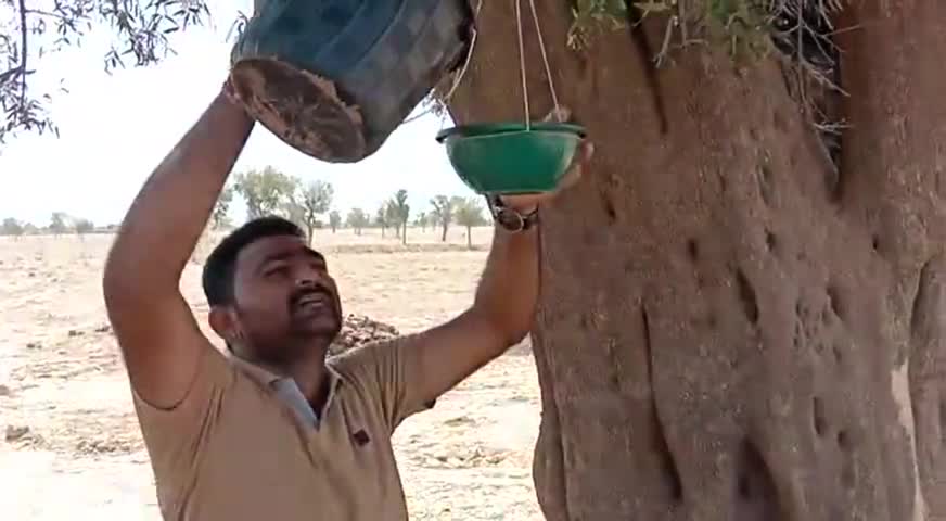 पचपदरा: ﻿#पक्षी है तो पर्यावरण है :- नरपतसिंह उमरलाई
उमरलाई में भयंकर गर्मी में मूक पक्षियों के लिए लगाए परिंडे