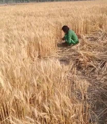 पीलीभीत: पीलीभीत के थाना दियोरिया कलां गांव पिपरेइया में गेहूं फसल हो रही खराब मजदूर ना मिलने के कारण#123