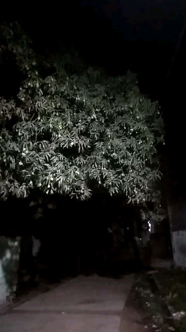 जयनगर: मधुबनी जिला के जयनगर में आम के पेड़ में लगा टिकोला #Jaynagar #Jainagar #Madhubani #PandavNewsLive #PandavYadav #News