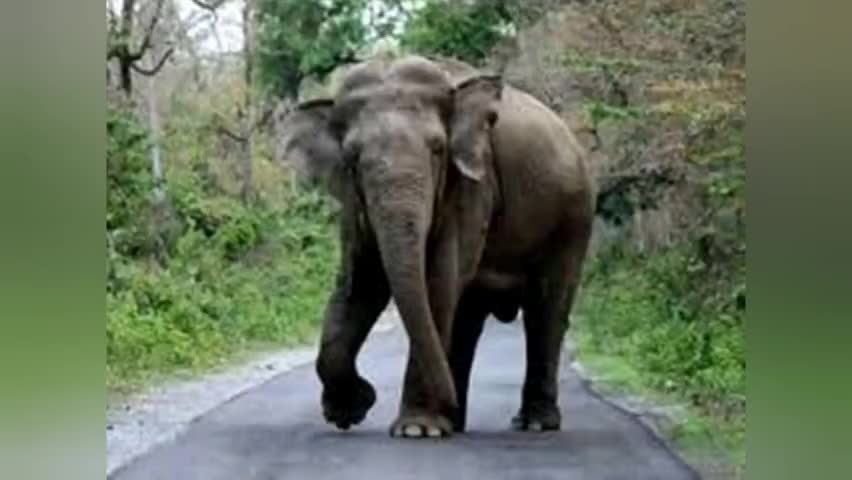 कसडोल: गिरौदपुरी जंगल में देखा गया हाथियों को, देखते ही आसपास के गांवों को जंगल जाने से प्रतिबंध लगा गया है। #गिरौदपुरी #हाथी