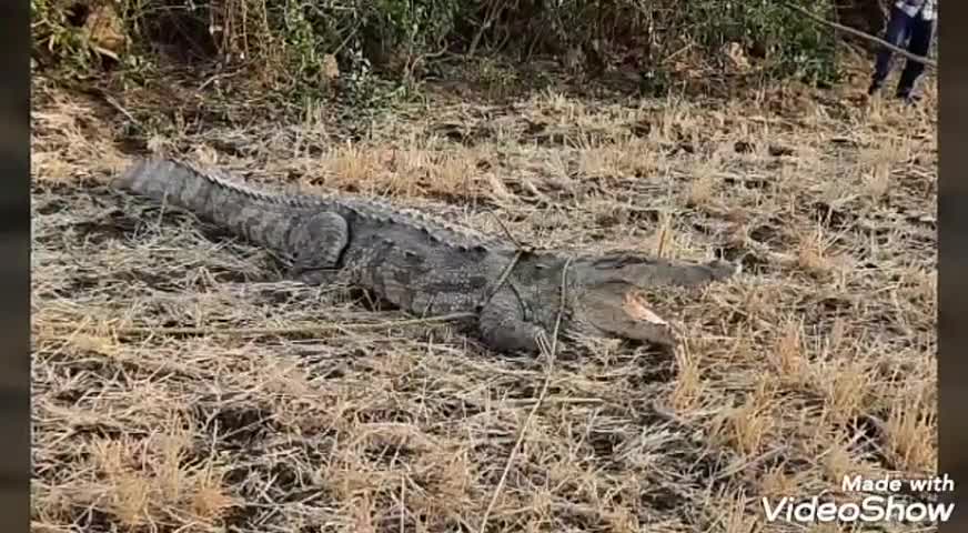 भानपुरा: कैलाशपुर में वन विभाग की टीम ने रेस्क्यू कर पकड़ा मगरमच्छ, चंबल नदी में छोड़ा #वन_विभाग #रेस्क्यू