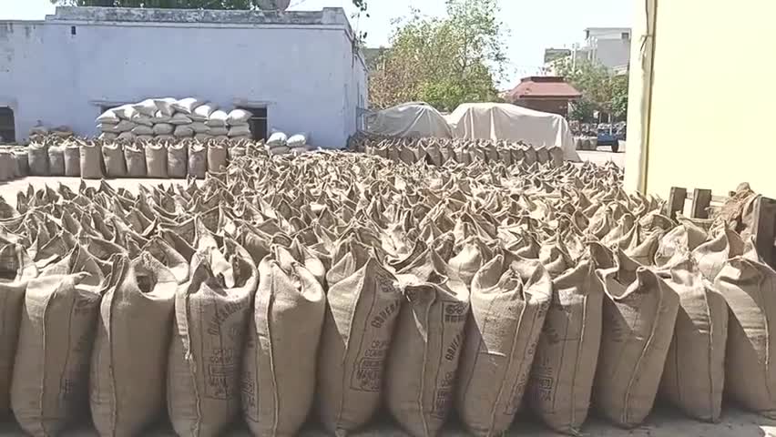 महेंद्रगढ़: अनाज मंडी में गेहूं की आवक हुई कम, सरसों की खरीद जारी और गेहूं के लिए किसान कर रहे हैं बोनस का इंतजार #अनाज #फसल