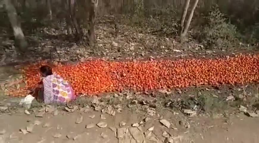 गाडरवारा: बाँसुरिया के किसान रास्तों में फेंक रहे टमाटर, उचित दाम नहीं मिलने के कारण कृषक परेशान #कृषक