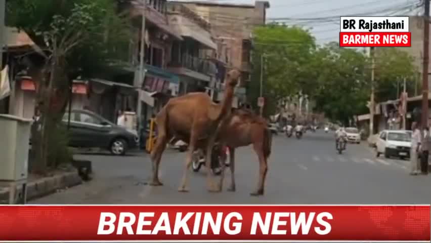 बाड़मेर: #लॉक डाउन में #इंसान तो नजर नहीं आ रहे हैं लेकिन #शहर की #कोतवाली के पास उठ #जरूर नजर आए! #दूध पीते नजर आए#लॉकडाउन