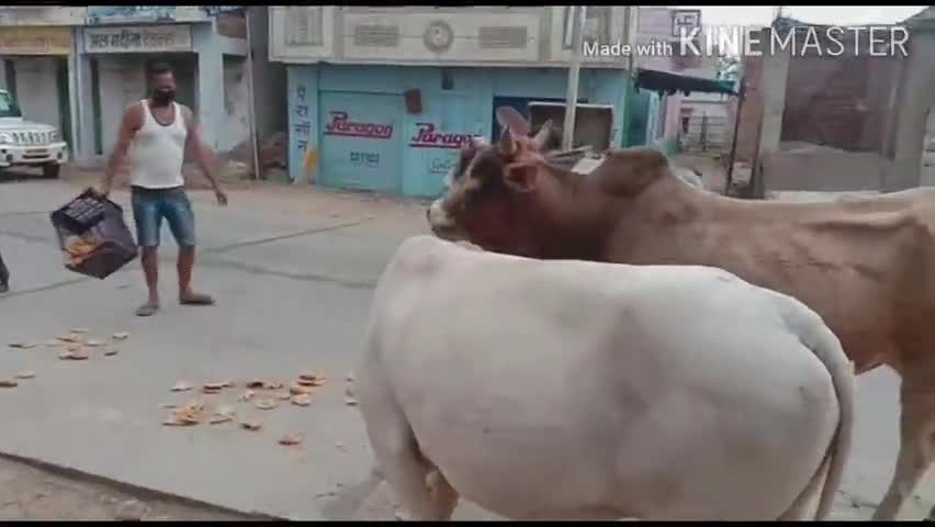 दांतारामगढ़: बस स्टैंड पर लॉकडाउन के दौरान आवारा पशुओं के लिए मसीहा बने जितेन्द्र, एक माह से खिला रहे हैं खाना #आवारा_पशु #लॉकडाउन