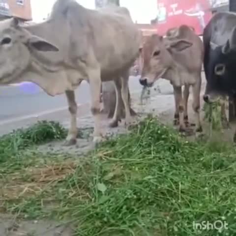 नरैनी: गिरवा के बड़े चौराहे पर समाजसेवियों ने अन्ना गायों को खिलाया हरा चारा #समाजसेवा #आवारा_पशु