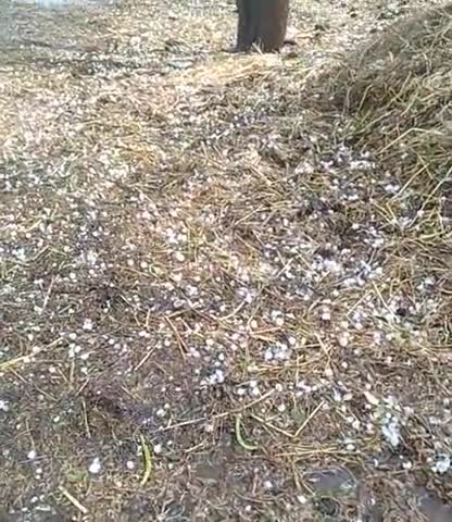 दतिया: datia jile ke gram simthara m hui ore ki baris#bahut paresani ka saamna krna pda bahut dukh ki khabar h yah ghatna 4: 00