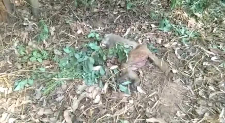 मुरादाबाद: मुरादाबाद में बंदरों की मौत से ग्रामीण व ज़िला प्रशासन चिंतित, पोस्टमॉर्टम रिपोर्ट के बाद कुछ कहना उचितः डीएफओ #डीएफओ