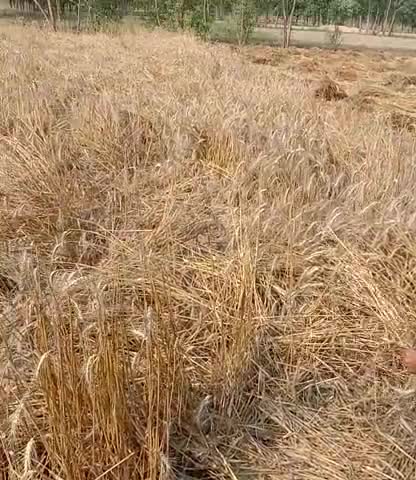 बरेली: बारिश से हुआ है किसानों को बहुत ही ज्यादा नुकसान जिला बरेली थाना भोजीपुरा मैं बहुत नुकसान हुआ है#modimp #aajtak