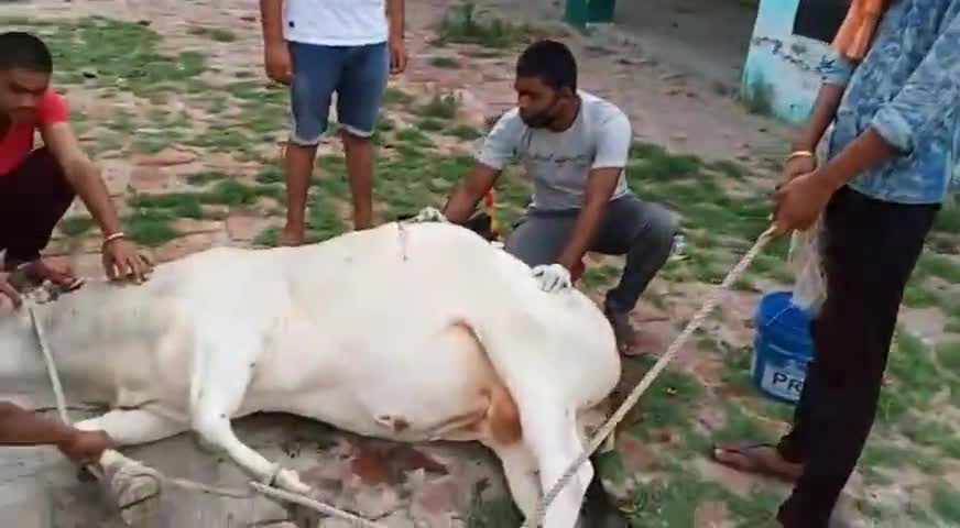 कोल: #विजयगढ़ में कई साल से लगातार बीमार पशुओं की निस्वार्थ सेवा में जुटे समाजसेवी गौ सेवक युवा ।