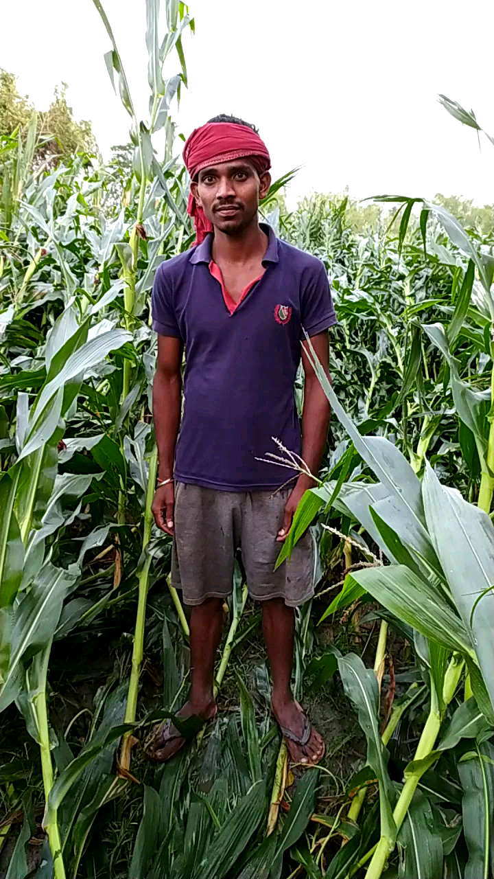 मुरलीगंज: #Andhi Varsha me Kissan ki sthiti