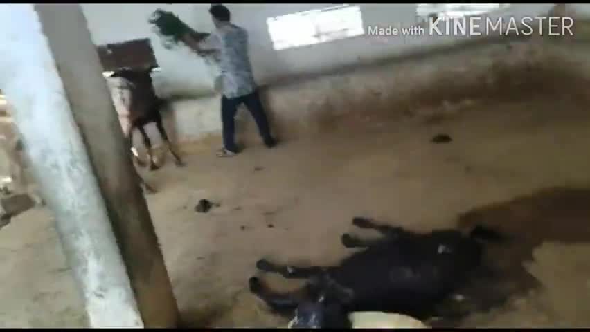 सीकर: सीकर में घायल व लावारिस गायों की सेवा में जुटे वात्सल्य धाम के कार्यकर्ता, प्रतिदिन दे रहे हरा चारा #गोसेवा