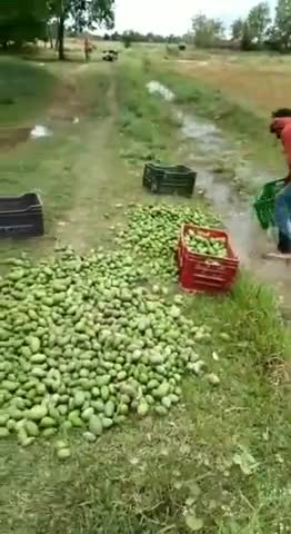 तुलसीपुर: #पचपेड़वा छेत्र में आये #तुफान और बारिश से #आम की पैदावार करने वालों #किसानो को भारी नुकसान हुवा ह
#DM से मदद की गुहार