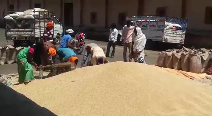 बैतूल: जिला मुख्यालय स्थित शासकीय खरीदी केंद्रों पर कचरा साफ कर की जा रही किसानों से गेहूं की खरीद #किसान #खरीद
