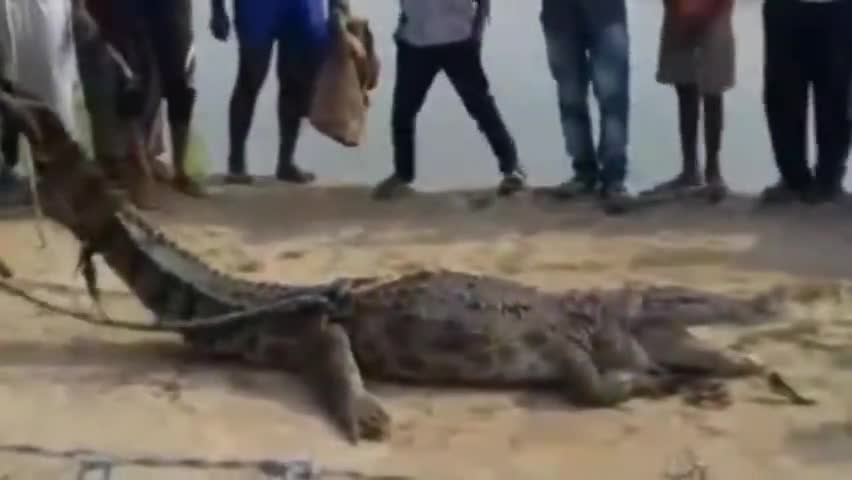 धनौरा: तिगरी घाट किनारे आया मगरमच्छ, रस्सी से बांधकर ग्रामीणों ने वापिस गंगा में छोड़ा #मगरमच्छ
