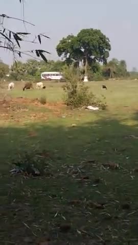 देवीपुर: बसों से लाया जा रहा मजदूरों ,
छाऋ को।#लाकडाऊन।
