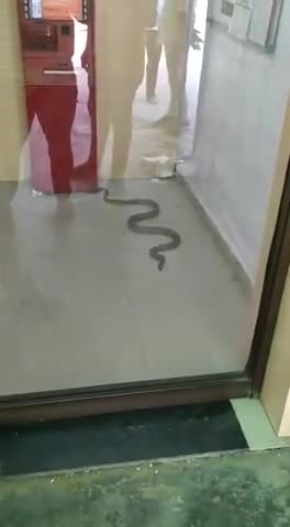 जयपुर: #icici bank kai atm mai saap ghusa 
pura video zarur dekhe....