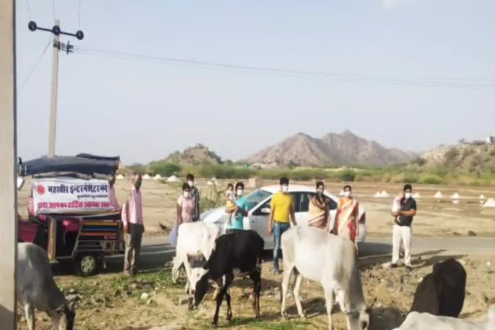 नावां: मातृ दिवस के मौके पर महावीर इंटरनेशनल के सुभाष पहाड़िया ने गायों के लिए की गुड़ और चारे की व्यवस्था #मातृ_दिवस
