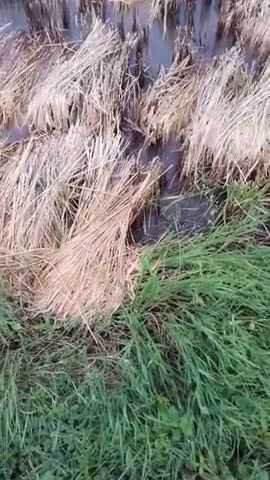 धमतरी: # Dhamtari shyamtarai #Mein Pani wa ole Girne se fasal ko pura nuksan Hua 9  May ko