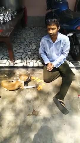 कानपुर: #केवल #इंसान नही #जानवरो को भी #खाना दिया करें --#लॉकडाउन  मे उन्हें भी #भूक लगती है । मानवता की रसोई कानपुर 8418988886