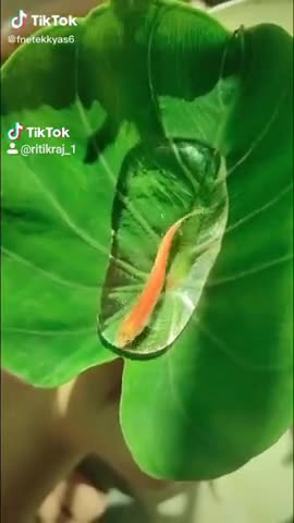 डुमरा: follow me yreo#zeenews  #follow4follow #for #you