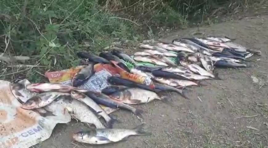 गढ़वा: गढ़वा सदर थाना अंतर्गत कल्याणपुर गांव में मछली से भरे तालाब में अज्ञात लोगों ने डाला जहर, ₹5 लाख की मछली हुई बर्बाद #जहर
