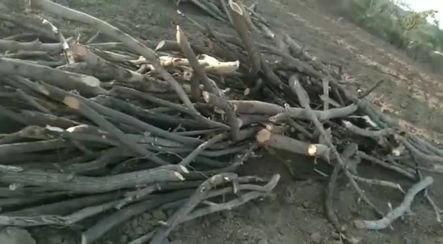 गाडरवारा: घूरपुर गांव की वन भूमि पर भू माफिया ने किया कब्जा, जेसीबी मशीन से काटे जा रहे हरे भरे पेड़ #भू_माफिया