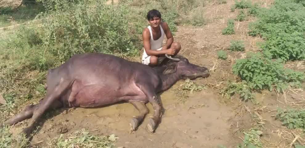 धनरुआ: धनरुआ में जिनोरा खाने से एक ही किसान की 2 भैंसों की मौत #किसान #भैंस