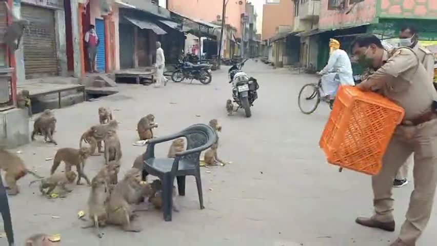 अलीगंज: लॉकडाउन के दौरान कस्बा राजा का रामपुर में थाना अध्यक्ष योगेंद्र शर्मा बेजुबान जानवरों को खिला रहे हैं फल #थाना_अध्यक्ष