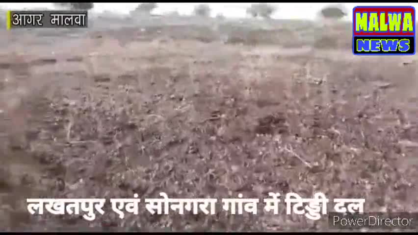 आगर: #लाॅकडाउन  के दोरान #टिड्डीदल का #हमला #आगर जिले के #गरीब #मजदुर परेशान #प्रशासन ऐवं #मध्यप्रदैश #शासन #सतर्क
﻿#corana