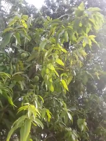 हुज़ूर: आम के पेड़ों में बहार🌳 और किसान की आंखों मैं कुछ खुशियाँ पर मौसमी आधी और तेज हवाएं परेशानी का सबक #besaFe
