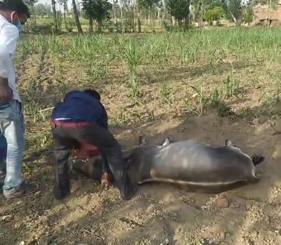 लखीमपुर: Lakhimpur Kheri gram dalelnagar

﻿#carona new update#caronaviras #news4india #carona