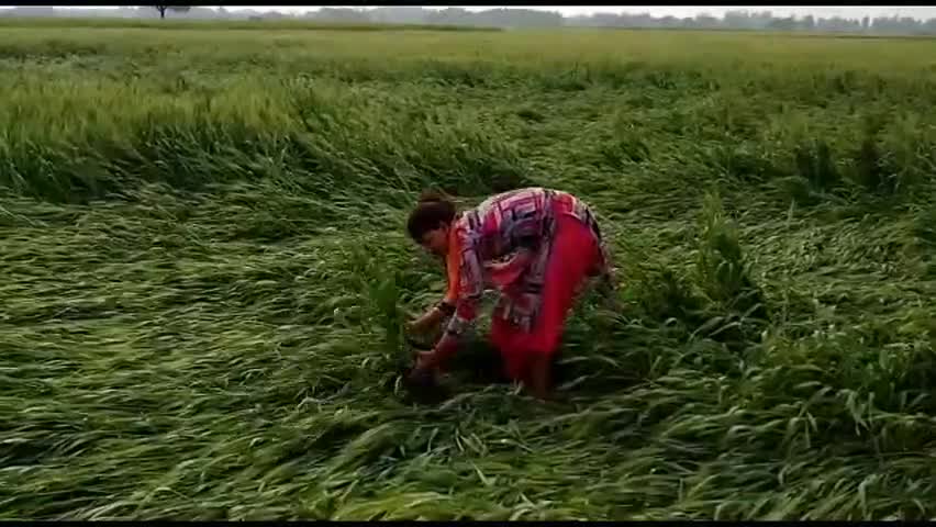 अमेठी: टिड्डी दल के खतरे को दृष्टिगत रखते हुए तहसील क्षेत्र में कृषि विभाग ने जारी की एडवाइजरी #कृषि_विभाग #टिड्डी