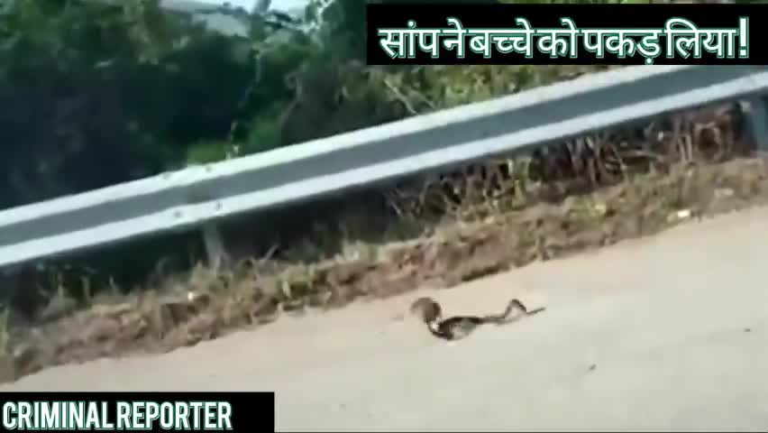 जयपुर: अपने बच्चे को बचाने के लिए सांप से भिड़ गई चुहिया ! यह होती है माँ की ममता ।#rescue #lockdown4 #mothers