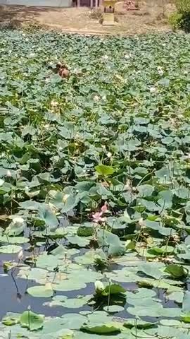तालाब मे पोखरा फल तोड़ने के चक्कर मे अपनी जान जोखिम मे डाल रहे युवा, कभी भी हो सकता है बड़ा हादसा। ##लाकडाउन﻿@﻿@
