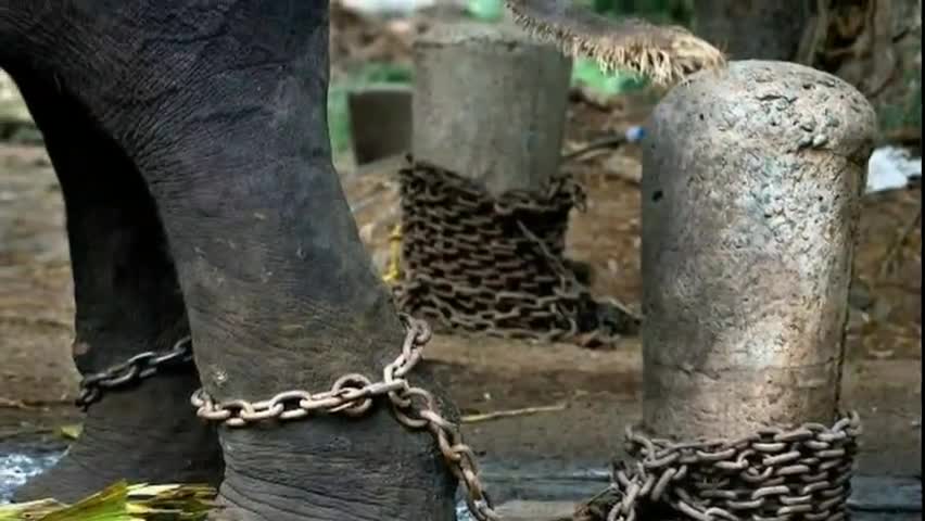 गिरिडीह: गर्भवती हथनी को पटाखे से मार डाला
#elephantkilled
#trending #supportme