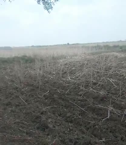 गोहद: kisan deshi farmer#sarso utpadan#khreeb ki  fasal